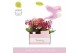 Phalaenopsis multiflora mix Aromio Mix 2 tak in Molise Mix Aquo 