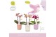Phalaenopsis multiflora mix Aromio Mix 2 tak in Molise Mix Aquo 