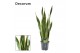 Sansevieria trifasciata laurentii Sansevieria Laurentii XL (Decorum) 3 