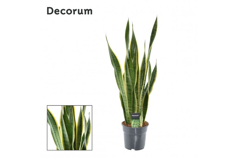 Sansevieria trifasciata laurentii Sansevieria Laurentii XL (Decorum) 3 Sansevieria trifasciata laurentii Sansevieria Laurentii XL (Decorum) 3