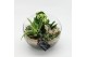 Arrangementen kamerplanten ESCR-2501W Essentials 3 pp 