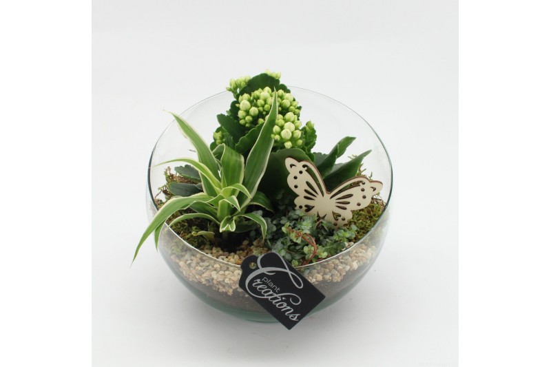 Arrangementen kamerplanten ESCR-2501W Essentials 3 pp Arrangementen kamerplanten ESCR-2501W Essentials 3 pp