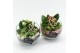Arrangementen kamerplanten MDCR-2512 Moederdag creatie 2 pp 