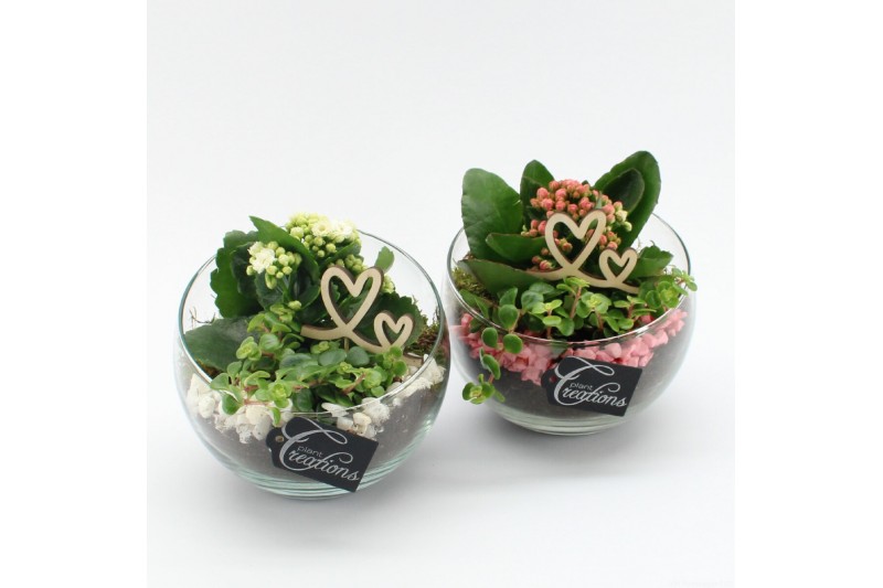 Arrangementen kamerplanten MDCR-2512 Moederdag creatie 2 pp Arrangementen kamerplanten MDCR-2512 Moederdag creatie 2 pp