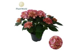 Hydrangea macrophylla Hydrangea Bol Ave Pink *specialty 7 bl.