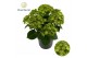 Hydrangea macrophylla Hydrangea Bol Mira *specialty 7 bl. 