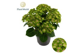 Hydrangea macrophylla Hydrangea Bol Mira *specialty 7 bl.