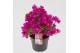 Bougainvillea sanderiana paars struik 