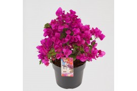 Bougainvillea sanderiana paars struik