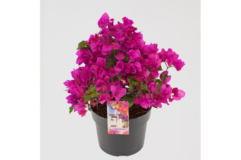 Bougainvillea sanderiana paars struik 