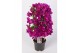 Bougainvillea sanderiana paars op rek 