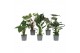 Kamerplanten mix groen Groen Mix 19cm - Blanco Hoes 