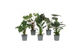 Kamerplanten mix groen Groen Mix 19cm - Blanco Hoes