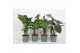 Kamerplanten mix groen Groen Mix 19cm - Blanco Hoes 