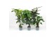 Kamerplanten mix groen Groen Mix 19cm - Blanco Hoes 