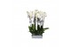 Phalaenopsis white world 3 tak - 18+ bloemen 