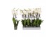 Phalaenopsis white world 3 tak - 18+ bloemen 