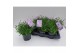 Lavandula angustifolia essence purple Lavandula angustifolia Essence P 