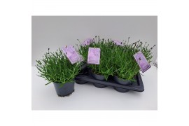 Lavandula angustifolia essence purple Lavandula angustifolia Essence P