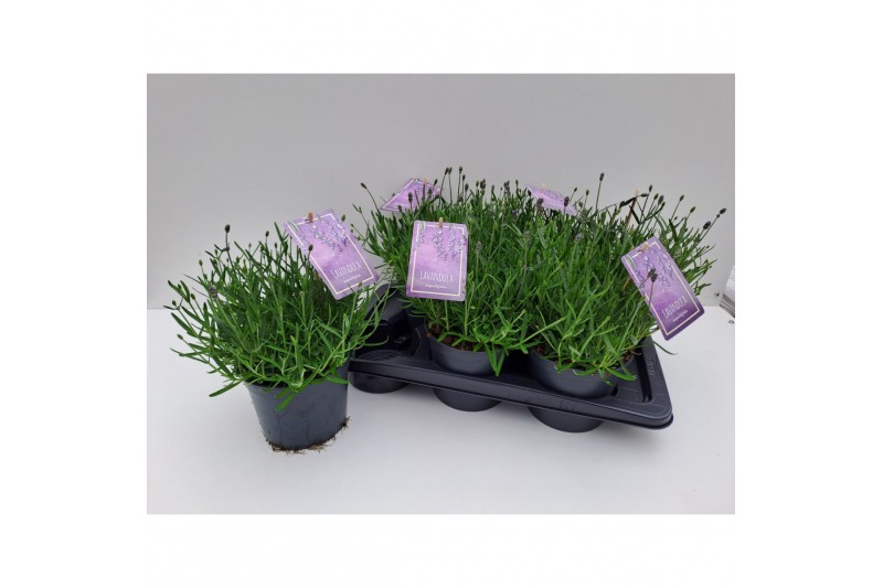 Lavandula angustifolia essence purple Lavandula angustifolia Essence P 