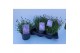 Lavandula angustifolia essence purple Lavandula angustifolia Essence P 