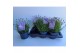 Lavandula angustifolia essence purple Lavandula angustifolia Essence P 