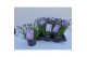 Lavandula angustifolia essence purple Lavandula angustifolia Essence P 