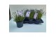 Lavandula angustifolia essence purple Lavandula angustifolia Essence P 