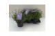 Lavandula angustifolia essence purple Lavandula angustifolia Essence P 
