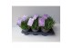 Lavandula angustifolia essence purple Lavandula angustifolia Essence P 