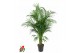 Dypsis lutescens 