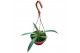 Anthurium Anthurium Vittarifolium zonder bloem bl. 