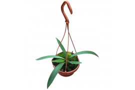 Anthurium Anthurium Vittarifolium zonder bloem bl.
