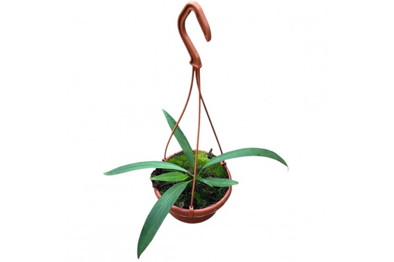 Anthurium Anthurium Vittarifolium zonder bloem bl. 