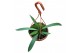 Anthurium Anthurium Vittarifolium zonder bloem bl. 