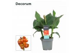 Canna cannova mango decorum
