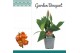Canna cannova mango 