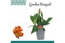 Canna cannova mango