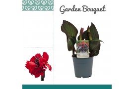Canna cannova bronze scarlet