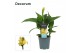 Canna cannova geel decorum 
