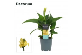 Canna cannova geel decorum