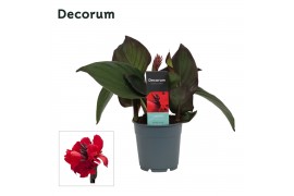 Canna cannova bronze scarlet decorum