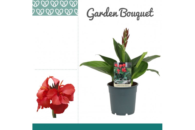 Canna cannova red shades 