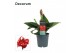 Canna cannova red shades decorum 