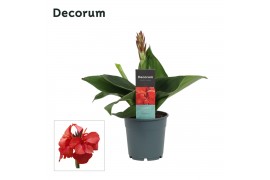 Canna cannova red shades decorum