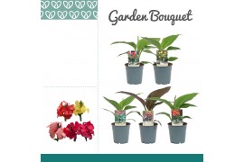 Canna mix zonder bloem