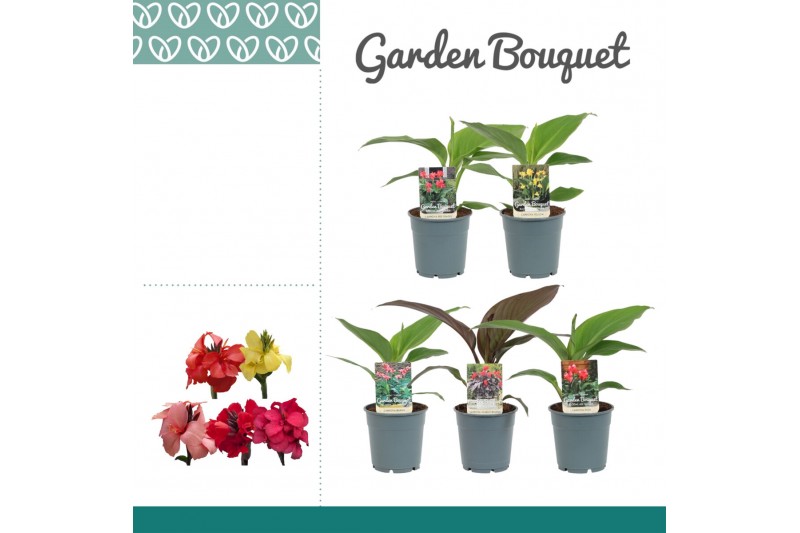 Canna mix zonder bloem 
