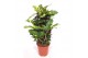 Codiaeum variegatum magnificent vertakt 