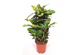Codiaeum variegatum magnificent vertakt