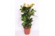 Codiaeum variegatum magnificent vertakt 